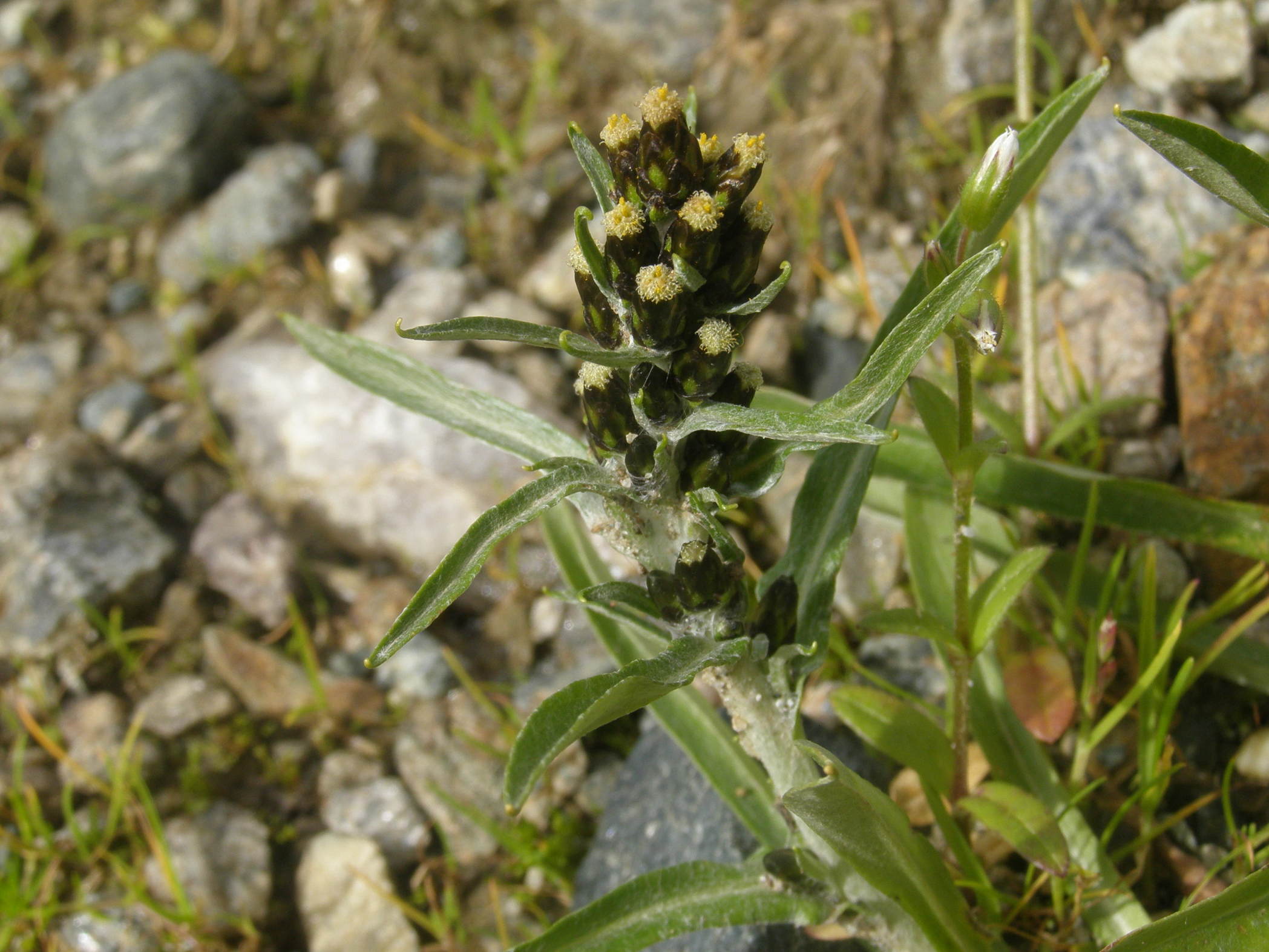 Omalotheca norvegica (=Gnaphalium norvegicum) / Gnafalio norvegese